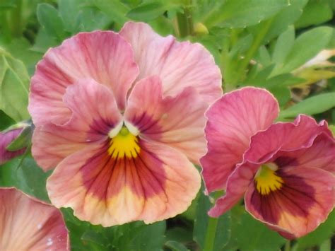 Pansy Imperial Antique Shades Pansies Flowers Unusual Flowers Pansies