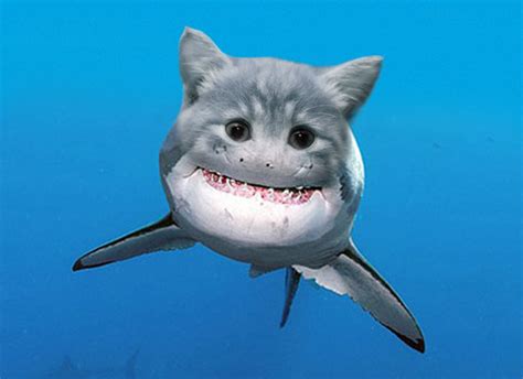 Cats with more than six toes on one or more of their toes are called a polydactyl, which comes from the greek term meaning many fingers or toes. Student Pocket Guide - 5 Fantastic New Shark Species!