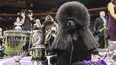 √ Westminster Dog Show Winners 2021 / Wasabi The Pekingese Wins Best In ...