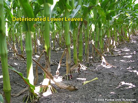 Determining Corn Leaf Stages Purdue University