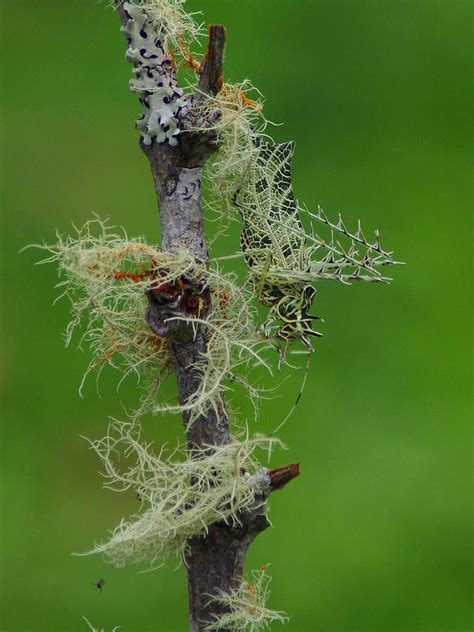 We did not find results for: Lichen Katydid Photograph by Aaron Rushin