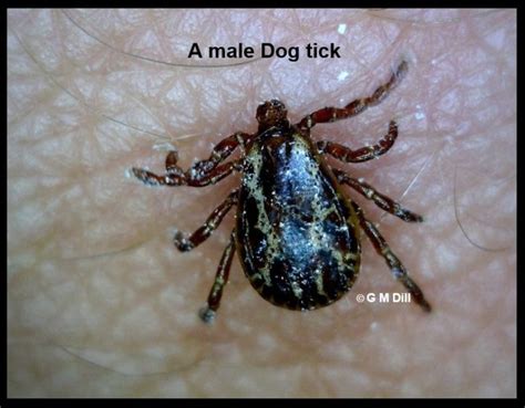 Tick Species Identifying Deer Ticks Vs Dog Ticks
