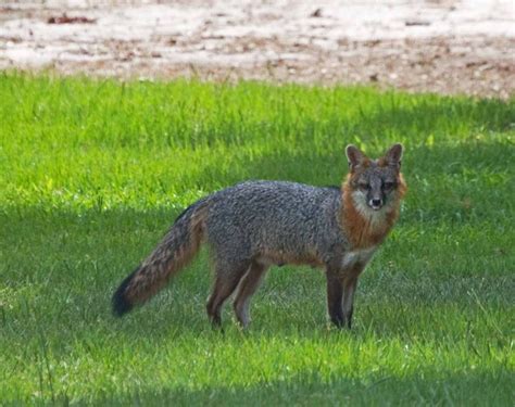 Picture A Day 66 North Carolina Gray Fox When Youre Bored