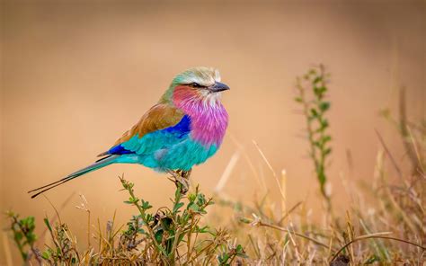 Wallpaper Rainbow Feather Bird Colorful 2560x1600 Hd