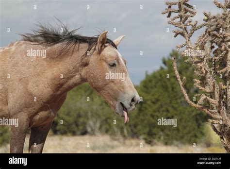 Feral Wild Horse Placitas New Mexico Sticking Out Its Tongue Stock