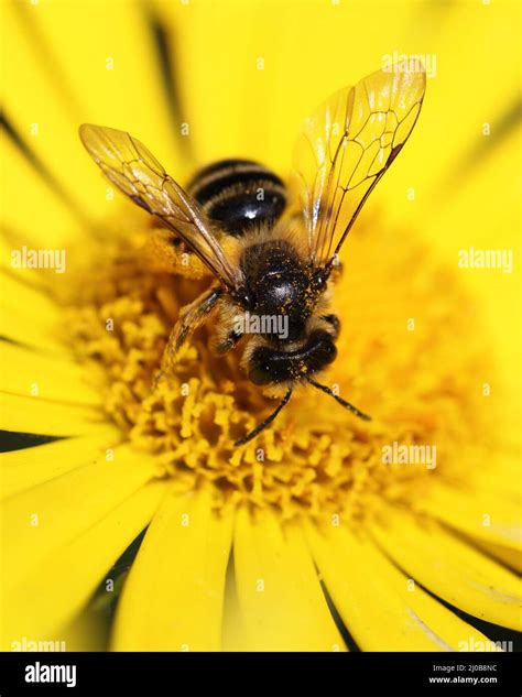 Yellow Daisy And A Bee On It Stock Photo Alamy