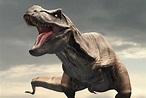 Tyrannosaurus rex had 'air-con' in its head - BBC News