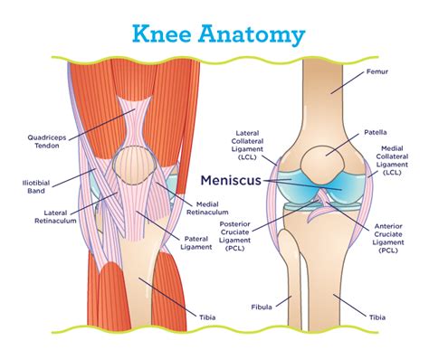 How Long Does It Take To Walk Or Work After Meniscus Repair Surgery