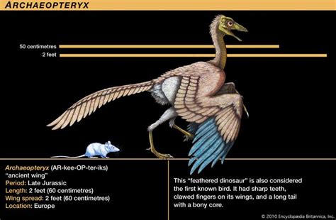 Bird The Origin Of Feathers Britannica