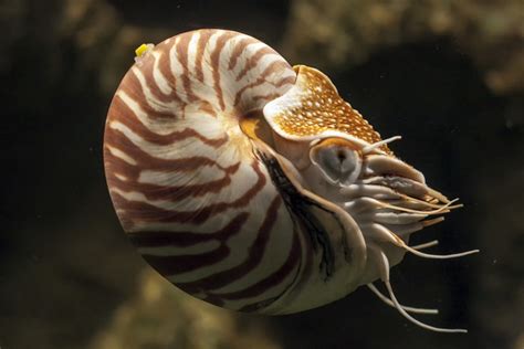 All About The Nautilus The Living Fossil Gage Beasley