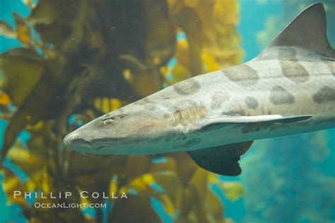 Leopard Shark Swims Through A Kelp Forest Triakis Semifasciata Photo