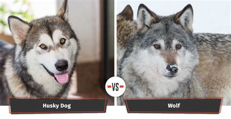Dogs That Look Like Wolves 21 Wolf Lookalike Dog Breeds