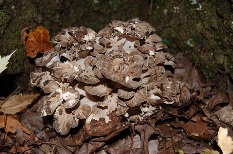 Mid Missouri Morels And Mushrooms More Mo Maitake