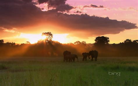 Herd Of Elephants Masai Mara National Reserve Kenya Hd