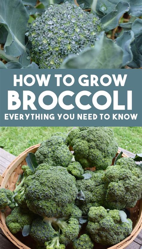 Broccoli Is An Easy Vegetable To Grow From Seed Learn How To Start
