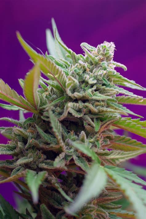 Check spelling or type a new query. Black Jack Auto ® - strain - Sweet Seeds | Cannapedia