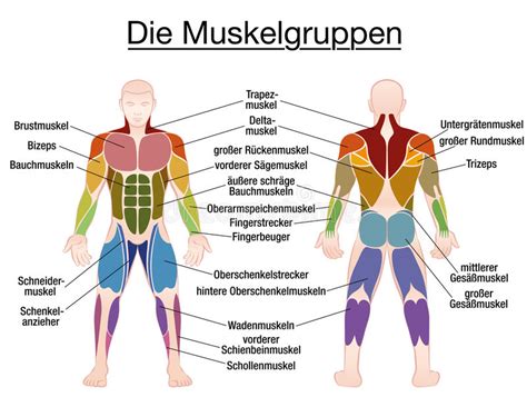 Muscle Diagram German Text Male Body Stock Vector Illustration Of