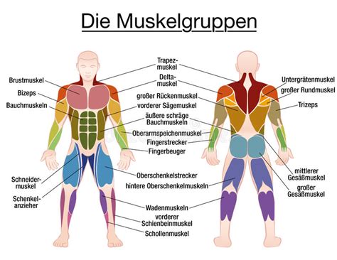 This labeled human muscular system chart illustrates the major muscle groups in the back (posterior) view and the front (anterior) view. Muscle Diagram German Text Male Body Stock Vector ...