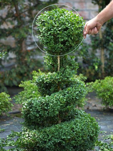 Diy Topiary Projects For The Garden The Garden Glove