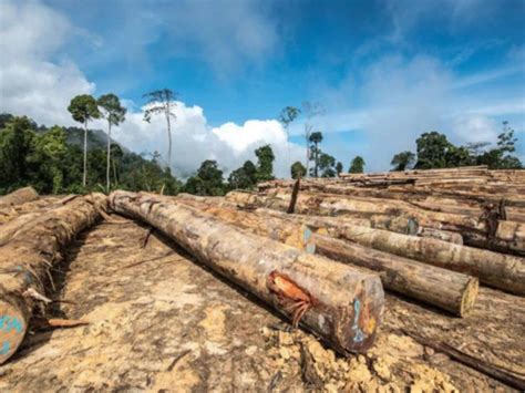 Deforestation And Biodiversity Loss In Myanmar Starboard Blue