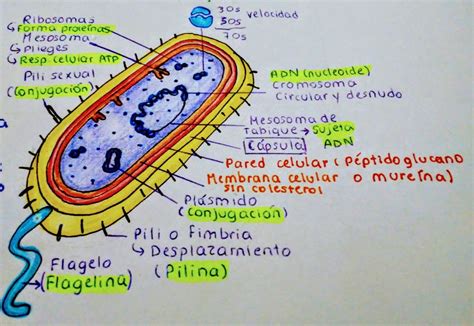 Partes De La Bacteria School Bullet Journal School Life