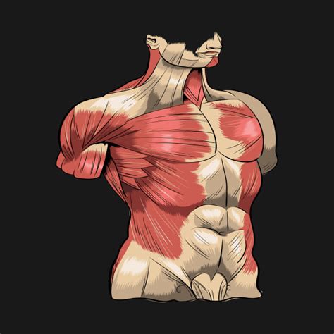 Phrynomerids and rhacophorine ranids lack epicoracoidal horns and have firmisternal pectoral girdles. Human Anatomy Muscles Abs Pectorals - Human Anatomy - Long ...