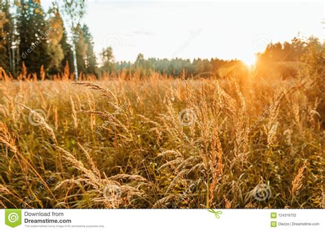 Bright Sunset In The Autumn Forest Sun Glare A Change Of