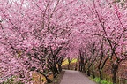 [2023 Cherry Blossom Season] Fushoushan Farm Thousand Cherry Blossom ...