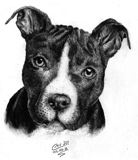 Cachorro Pitbull Por Danny Dibujando