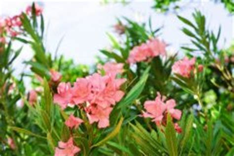 Oleandrin is a toxic cardiac glycoside found in the poisonous plant, oleander (nerium oleander l.). Oleander erfroren » Ist er noch zu retten?