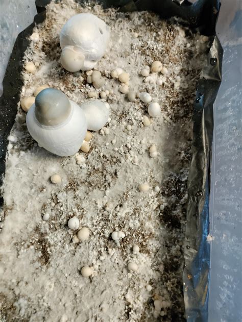 Cambo uncut coming in a lil wierd. What do you guys think? : r