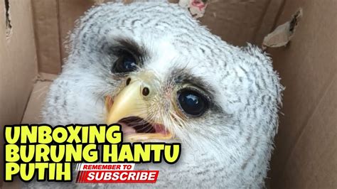 Unboxing Burung Hantu Putih Burung Hantu Terbesar Di Indonesia Youtube