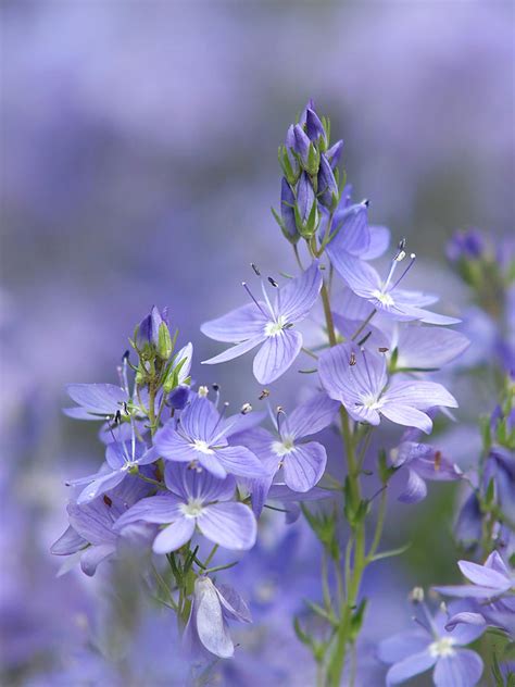 Little Purple Flowers Vertical Photograph By Gill Billington Fine Art
