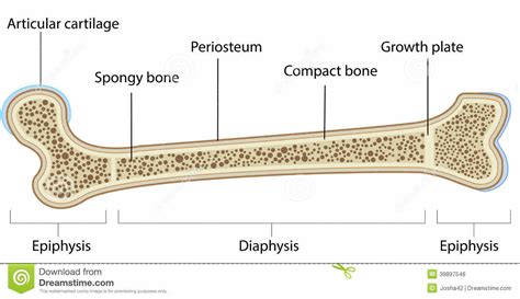 Long bones, especially the femur and tibia, are subjected to most of the load during daily activities and they are crucial for skeletal mobility. Parts Of Long Bone Diagram / Long bone - Wikipedia : The ...