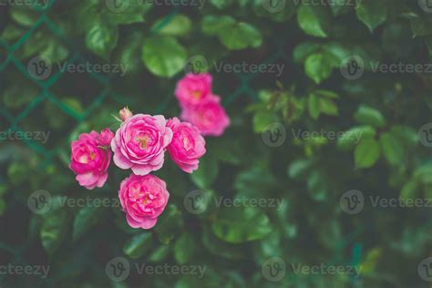 Pink Climbing Roses On Fence Blooming In Garden 24945731 Stock Photo At