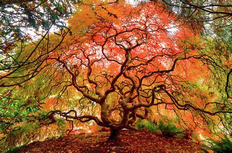 Glorious Japanese Maple Photograph By Sunita Shastri Pixels