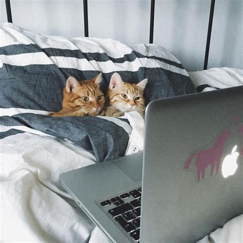 22 Adorable Cat Couples That Are All About Those Pdas Public Displays