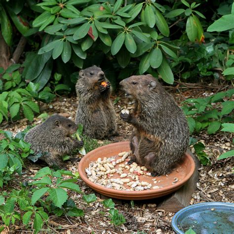 Groundhog Removal | Anytime Wildlife Removal