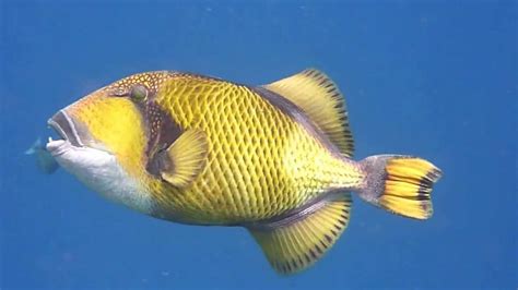 Diving Maldives Ari Atoll Giant Triggerfish 1 Youtube