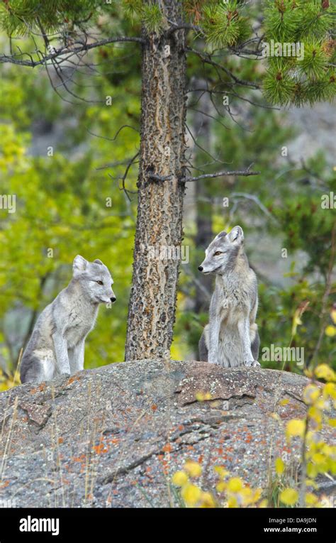 Arctic Fox Alopex Lagopus Yukon Wildlife Preserve Canada Fox