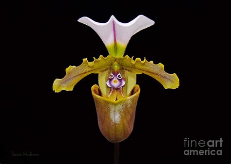 Orchid Paphiopedilum Spicerianum Photograph By Susan Wiedmann Fine Art America