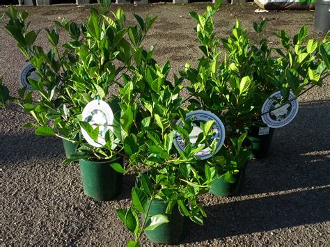 When To Plant Gardenias In Georgia - when to plant gardenias in ga