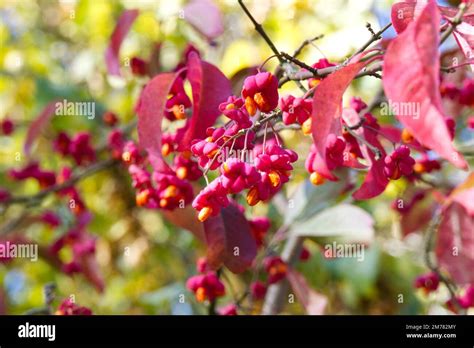 Coloured Fruit Of Spindle Tree Euonymus Europaeus Red Cascade In Autumn Garden Uk October Stock