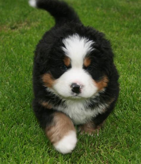 Be ahead of the crowd when a new bernese mountain dog is available by signing up to our puppy alert. Bernese Breeders Association of Great Britain - Your First ...