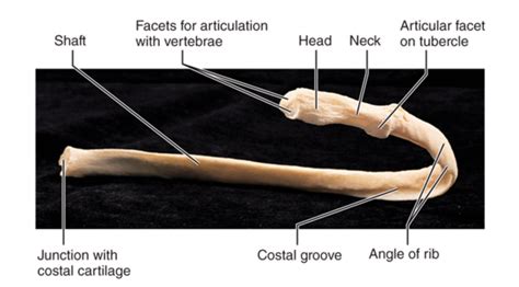 Labeled Rib Diagram Diagram Quizlet