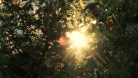 Early Morning Sun Comes Up Through Trees At Sunrise Time Lapse Stock