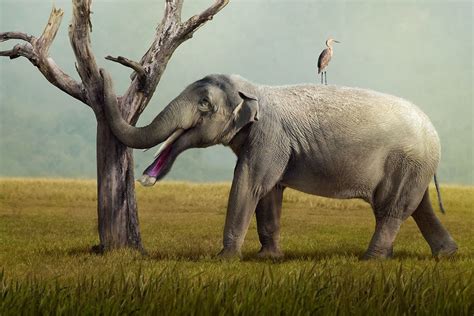 lone platybelodon grangeri by julio lacerada for earth archives animais pré históricos