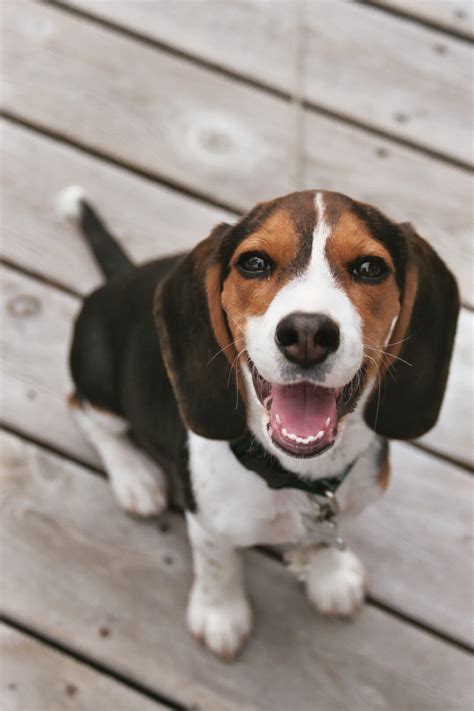 Beagle Puppies Pictures | Beagle Puppy