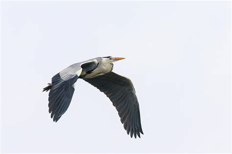 A Single Grey Heron In Flight On A Cloudy Day Photograph By Stefan