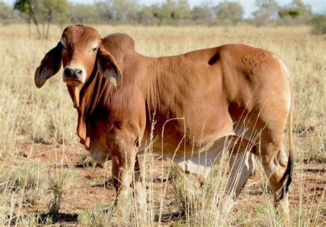 Through centuries of exposure to inadequate food supplies, insect pests, parasites. Brahman Cattle For Sale : Los Pinos Cattle Company Llc Charolais Bulls For Sale Brahman Cattle ...